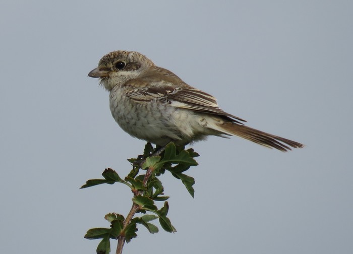 Woodchat Shrike