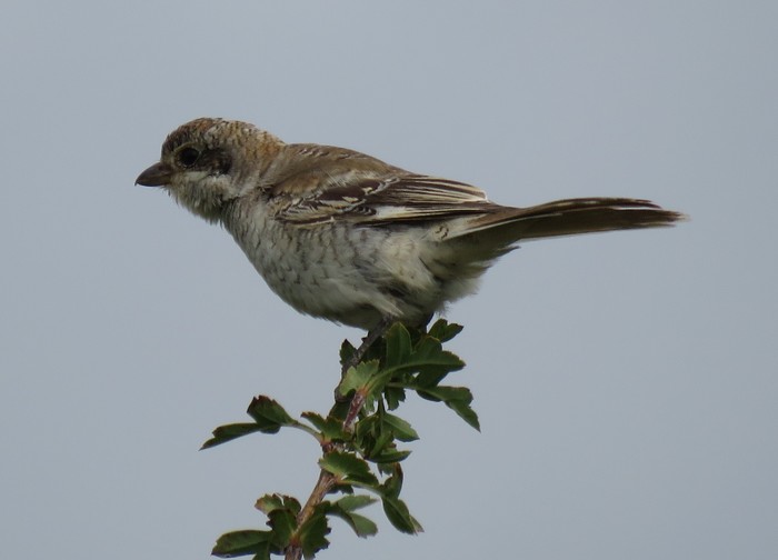 Woodchat Shrike