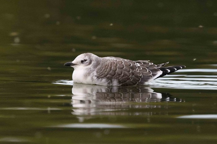 Sabine's Gull