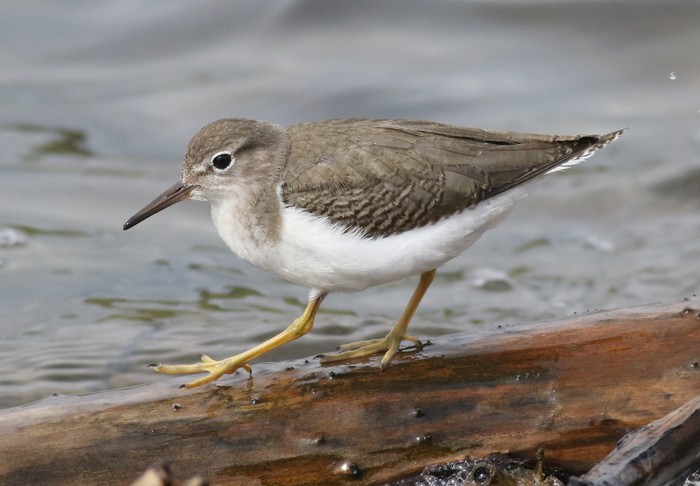 Spotted Sandpiper