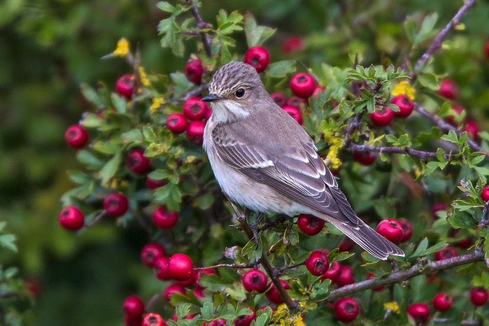 Spotted Flycatcher