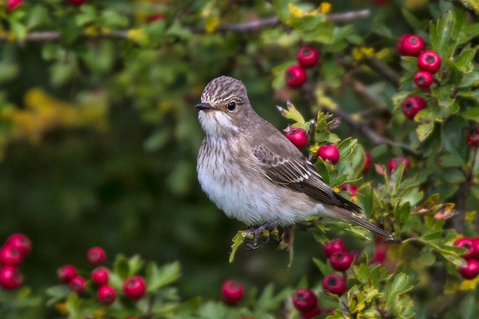 Spotted Flycatcher