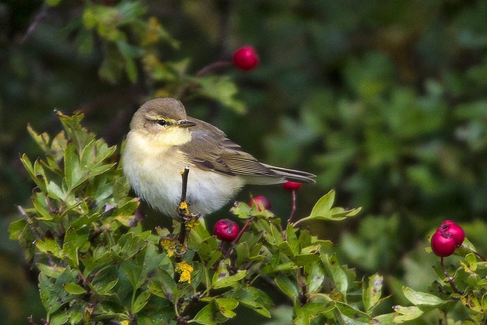 Willow Warbler