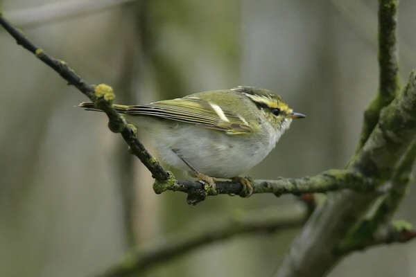 Pallas's Warbler