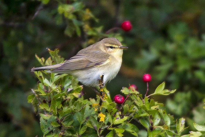 Willow Warbler
