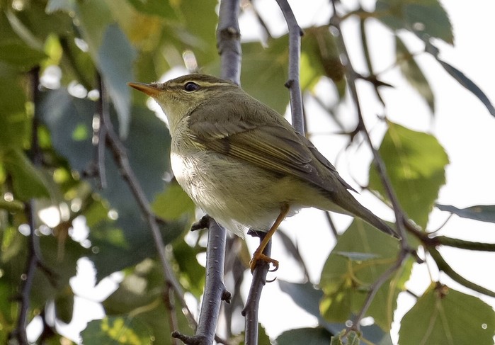 Arctic Warbler