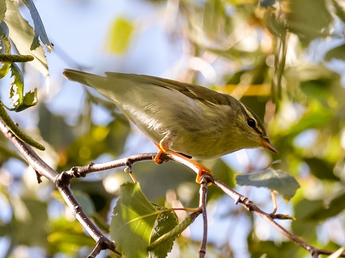 Arctic Warbler