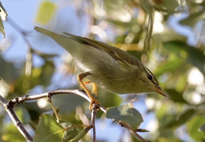 Arctic Warbler