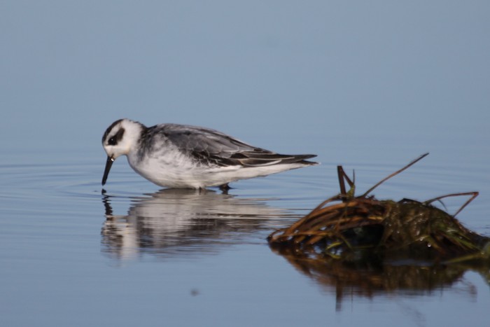 Grey Phalarope