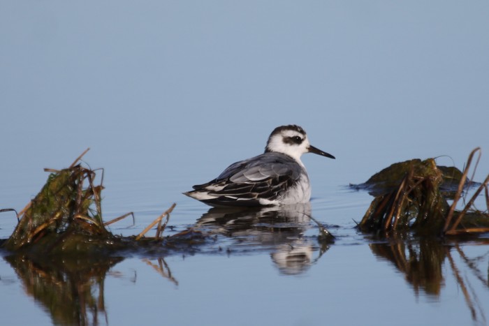 Grey Phalarope