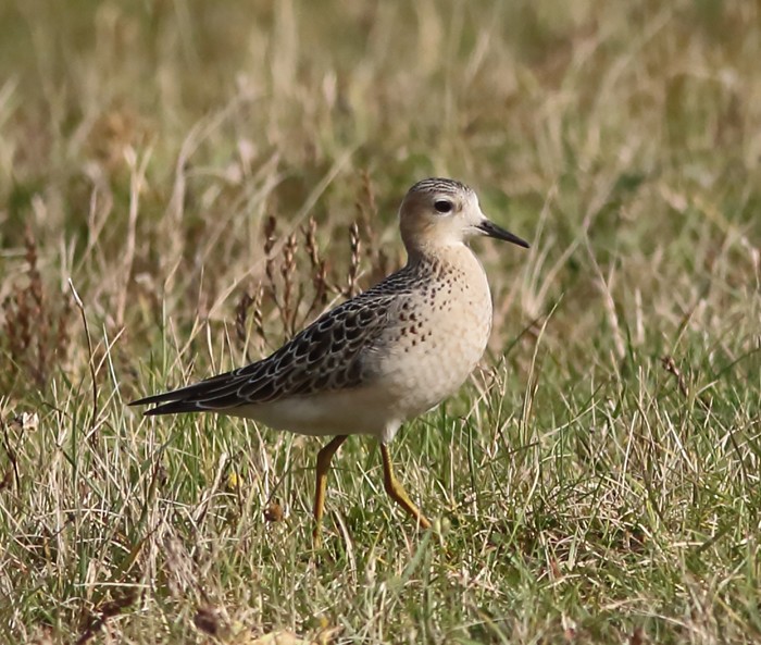 Buff-breasted Sandpiper