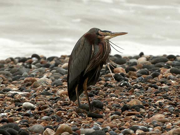 Purple Heron