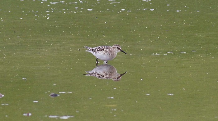 Baird's Sandpiper