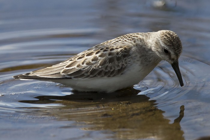 Semipalmated Sandpiper