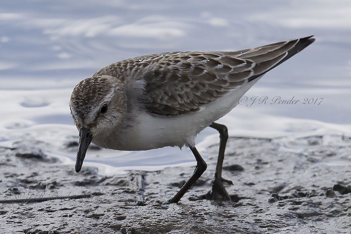 Semipalmated Sandpiper