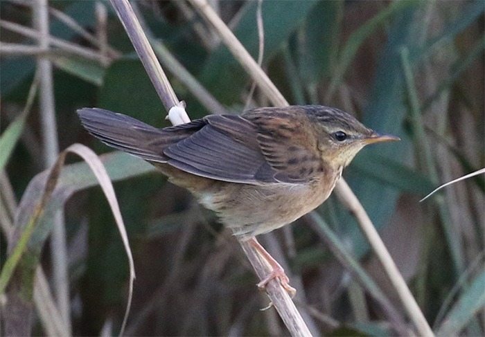 Pallas's Grasshopper Warbler