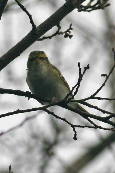 Pallas's Warbler