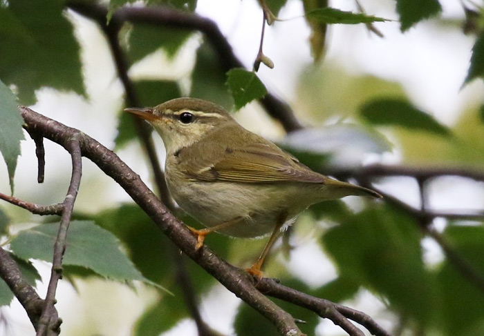 Arctic Warbler