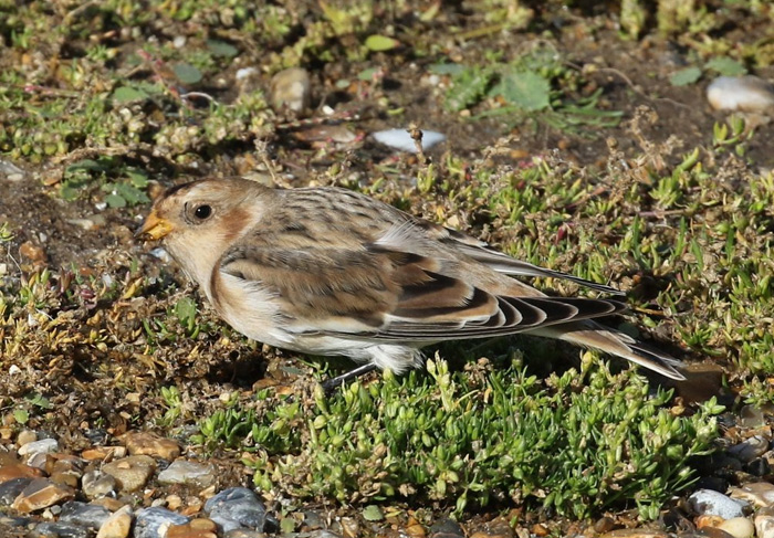 Snow Bunting