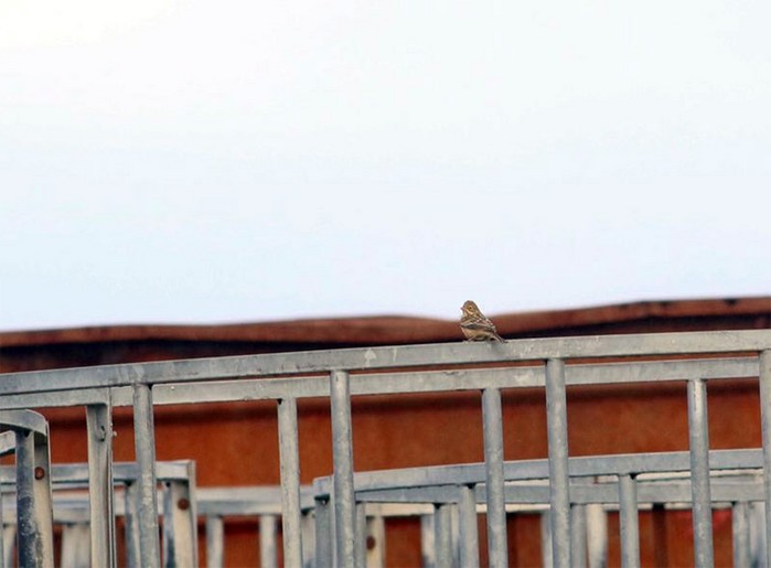 Ortolan Bunting