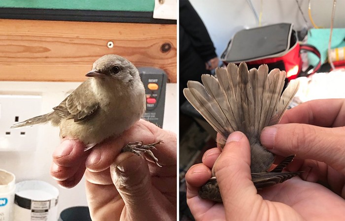 Barred Warbler
