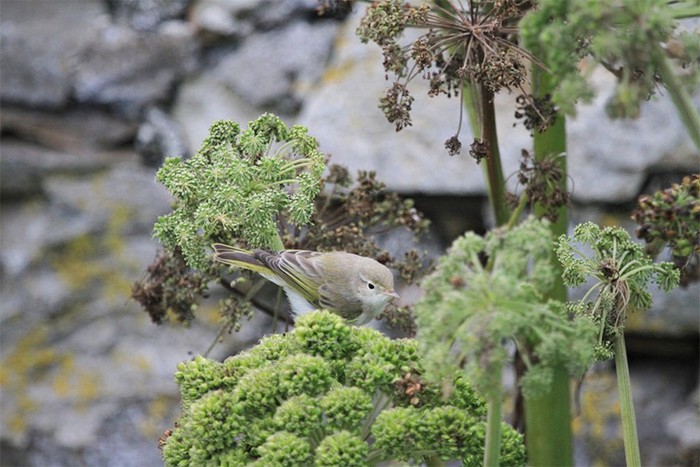 Western Bonelli's Warbler