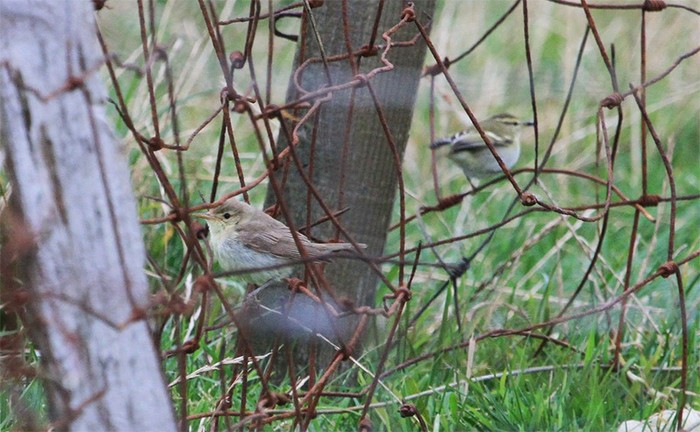 Melodious Warbler