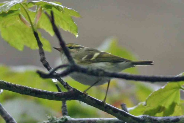 Pallas's Warbler
