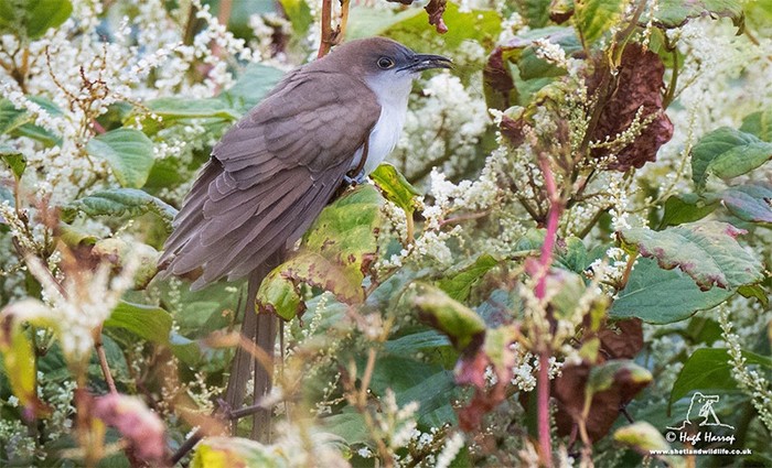 Black-billed Cuckoo