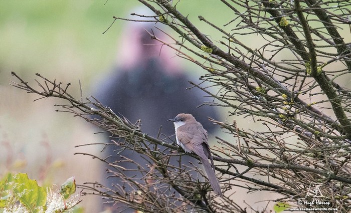 Black-billed Cuckoo