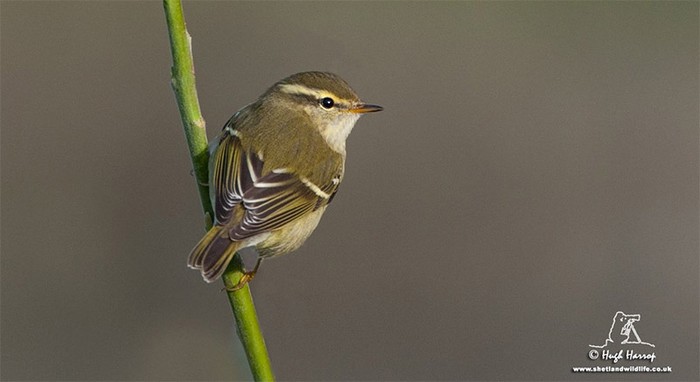Yellow-browed Warbler