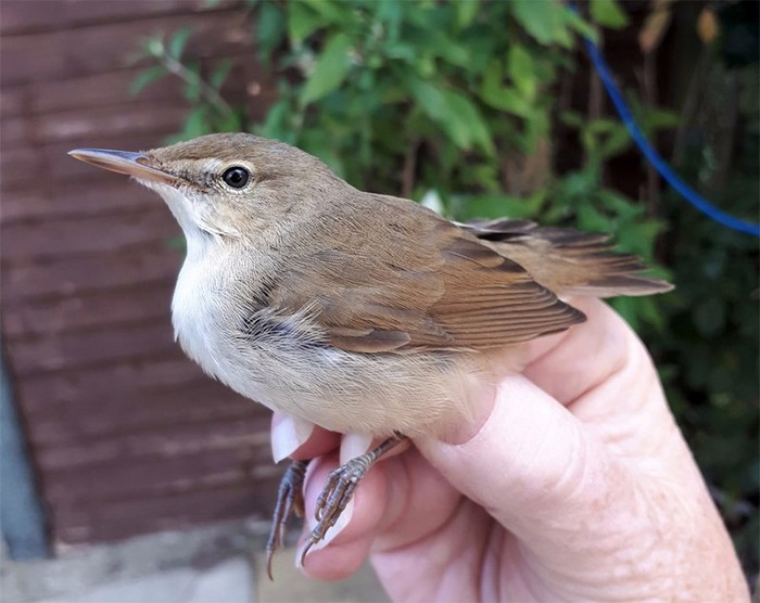 Blyth's Reed Warbler