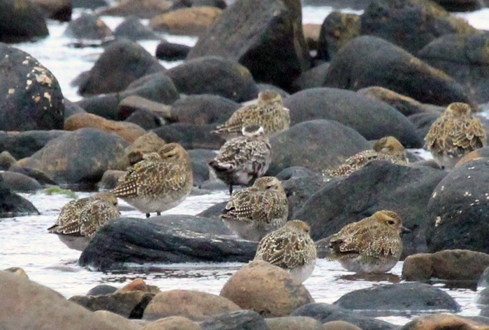 American Golden Plover
