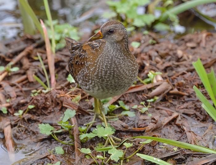 Spotted Crake