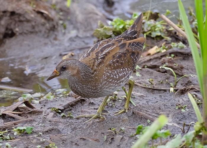 Spotted Crake