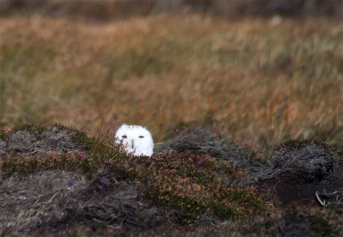 Snowy Owl