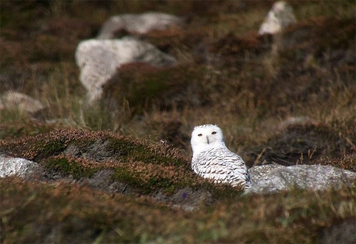 Snowy Owl