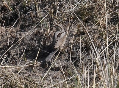 Wryneck