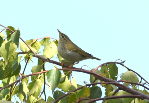 Arctic Warbler