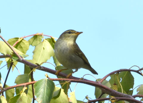 Arctic Warbler