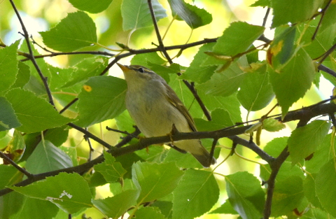 Arctic Warbler