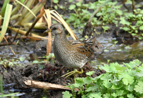 Spotted Crake