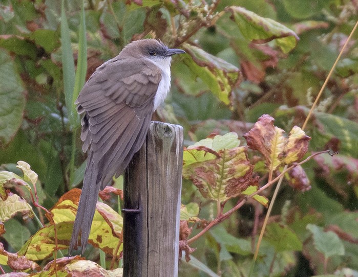 Black-billed Cuckoo