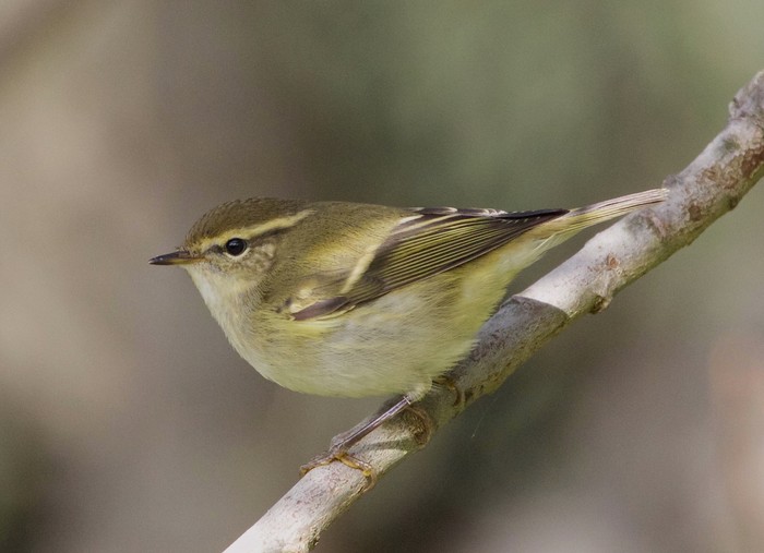 Yellow-browed Warbler