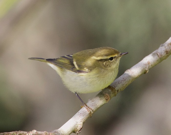 Yellow-browed Warbler