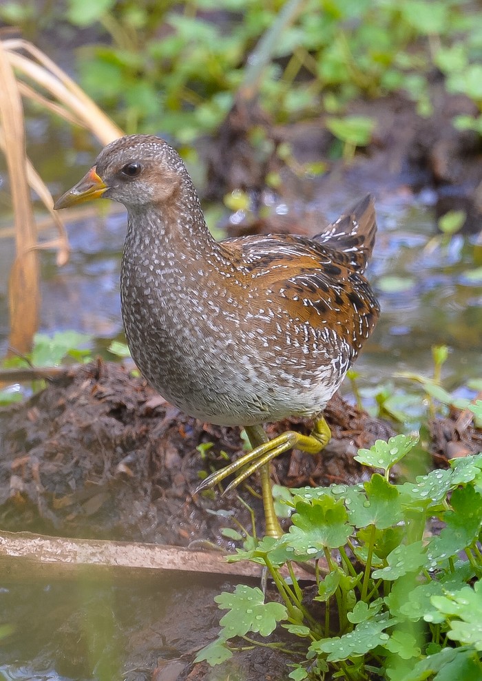 Spotted Crake