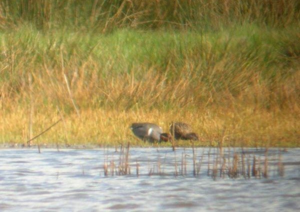 Green-winged Teal