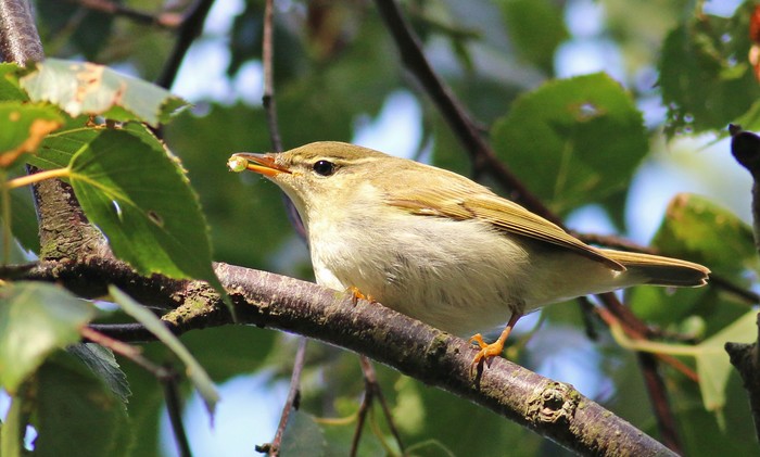 Arctic Warbler