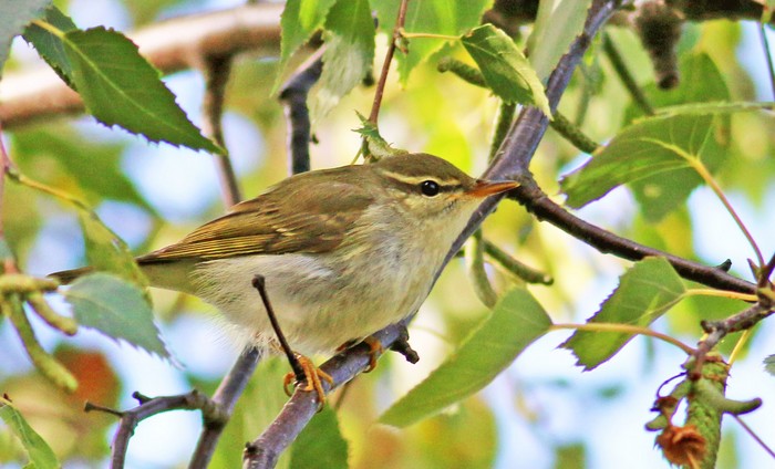 Arctic Warbler