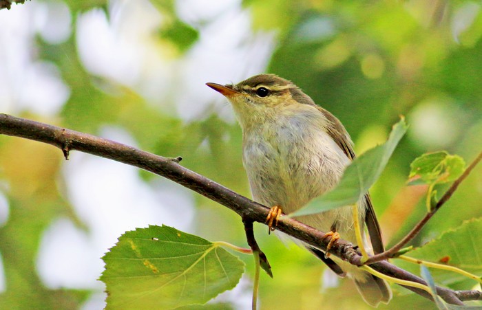 Arctic Warbler